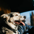 Obtaining Necessary Travel Documents: A Guide for Moving with Pets