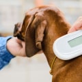 Updating Your Pet's Microchip Information and Vaccinations