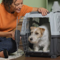 Introducing Pets to Moving Supplies and Boxes: Tips and Advice for a Smooth Move