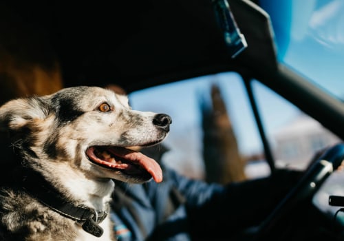 Obtaining Necessary Travel Documents: A Guide for Moving with Pets
