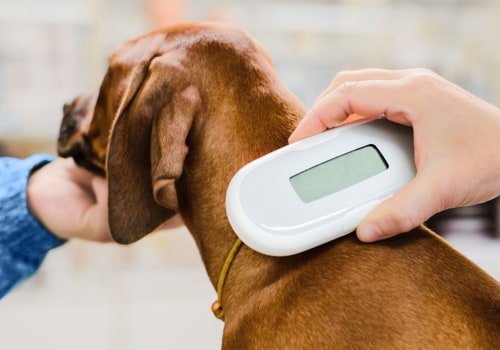 Updating Your Pet's Microchip Information and Vaccinations